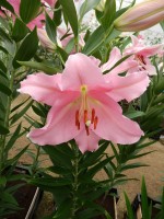 [4212 Pardini No02.JPG]